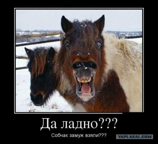 Полные девушки устроили флешмоб после слов Собчак