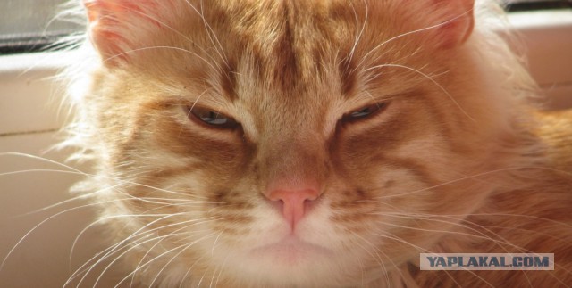 Алке в бар прилетело, но оператору похоже повезло