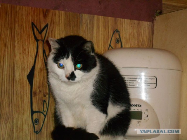 Жизнь домашнего приюта для котеек 87