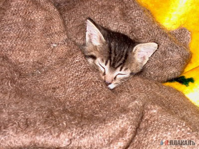 Коты, кошки, котята