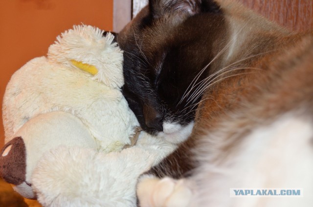 Котовторник 19.01.2016