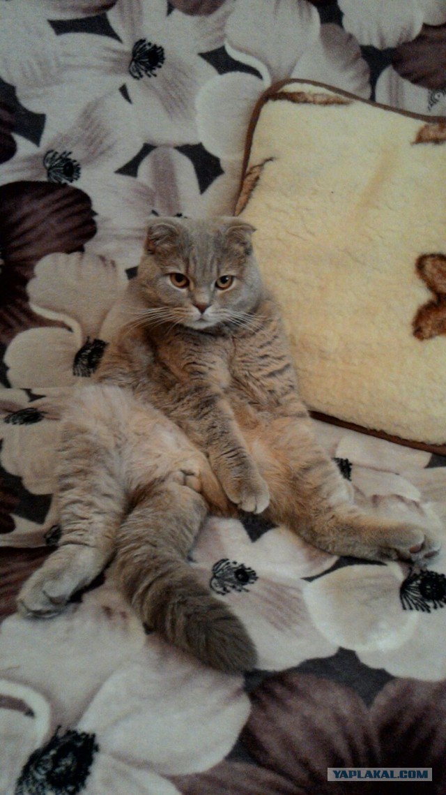 Котовторник