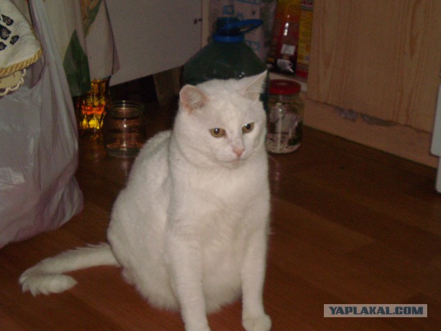 Ваши фотки котов на телефон