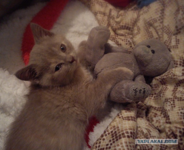 Котовтоник 29.11.2016.