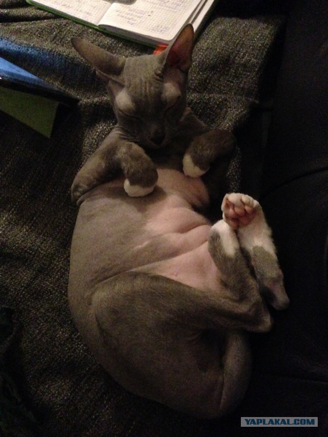 Котовторник 06.12.2016