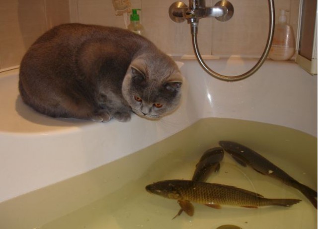Коты из сети