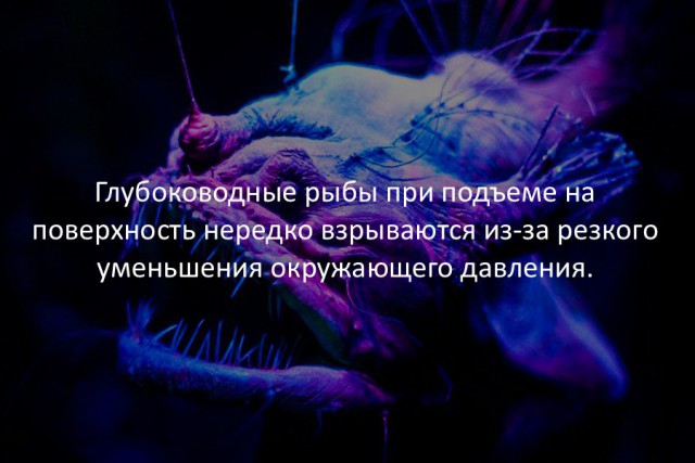 40 интересных фактов в картинках.