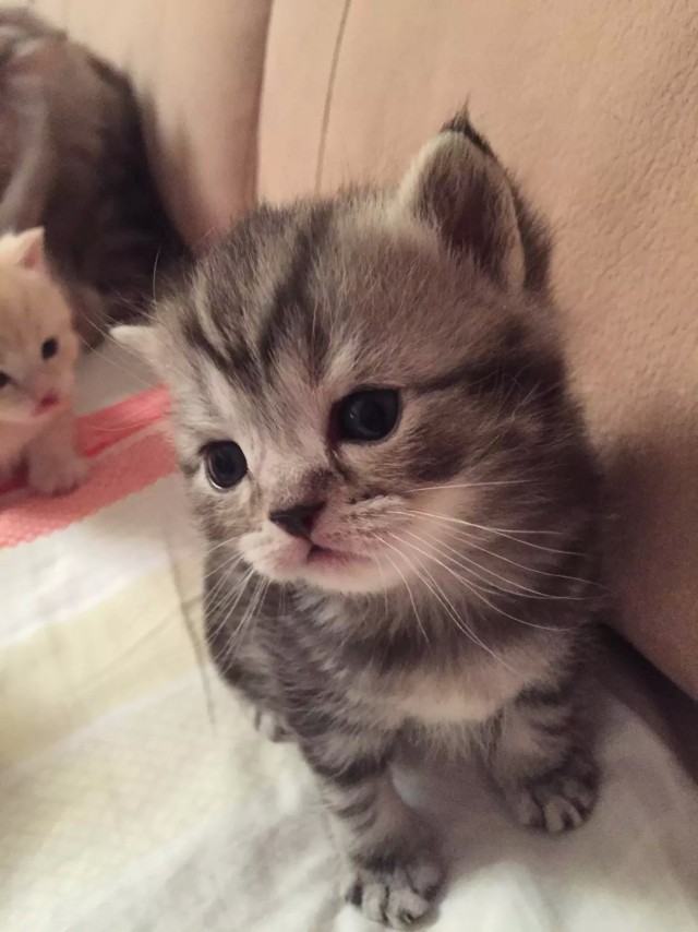 Коты из сети