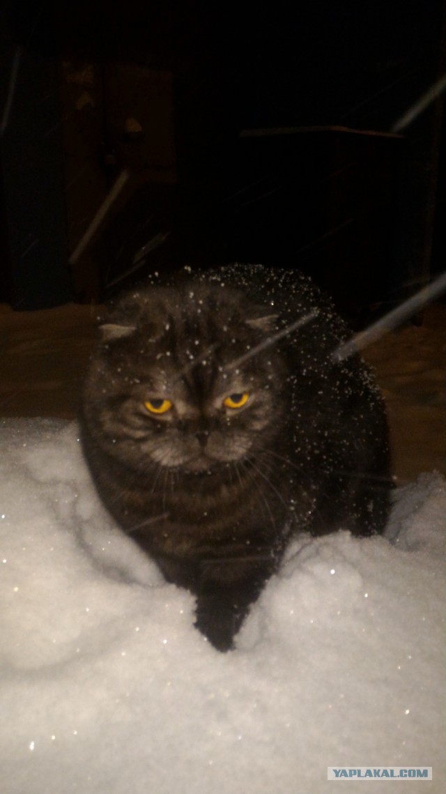 Котовторник  17.01.2017