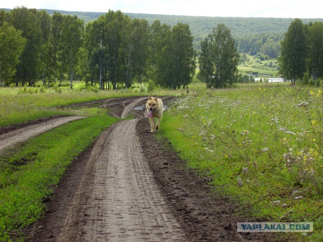 Мой родной сибирский поселок