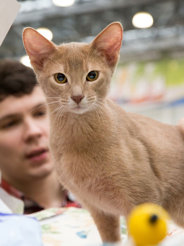 В Москву съехались коты