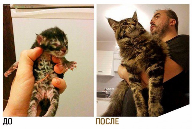 Коты и Кошки
