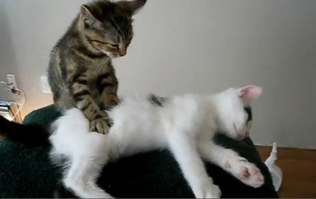 Коты и Кошки