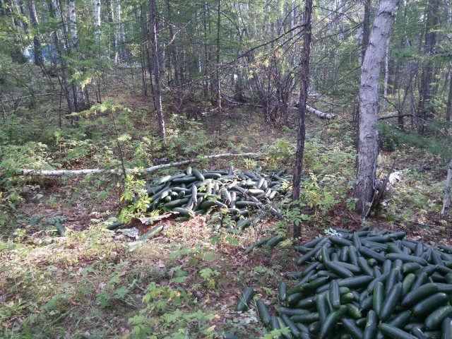 Пошел в лес за грибами. А нашёл... огурцы!