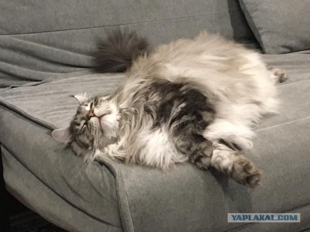 Котята моей кошки (коротенькое видео).