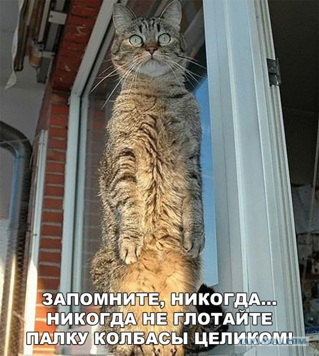 Юмор для многоклеточных. Дурацкие картинки (но это не точно).