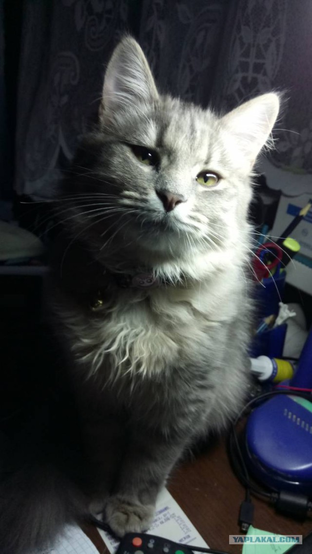 Котовторник  23.01.2018
