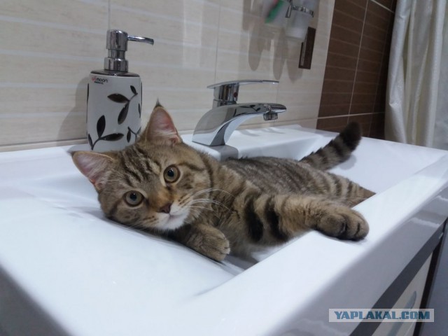 Кот без прикрас