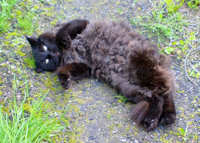 Котовторник 05.06.2018