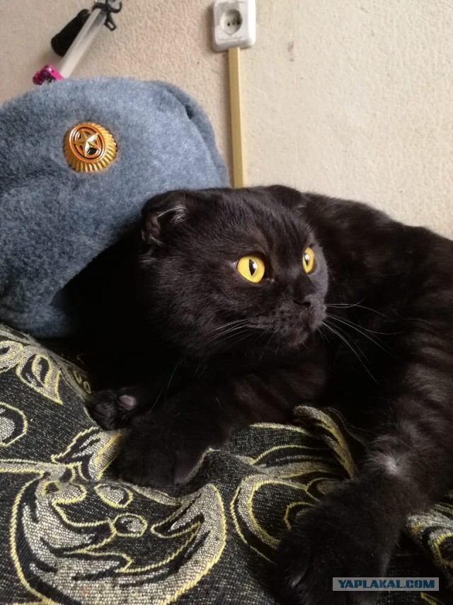 Коты и кошки знают толк в веселье! Подборка забавных фот и гифок