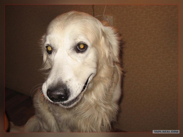 Собакопятница!