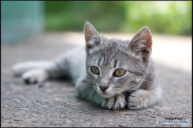 Котовторник (13.01)