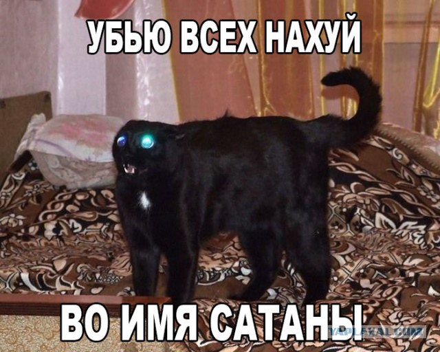 Кот-Дракула