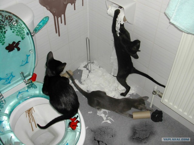 Коты бесчинствуют в туалете