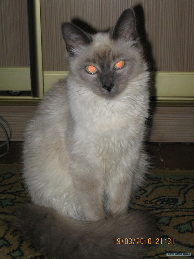 Котовторник, для любителей кошек