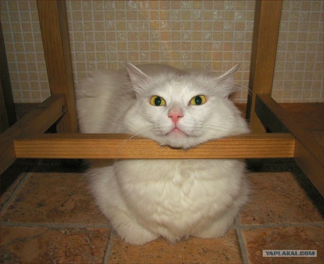 Котовторник объявляется открытым!