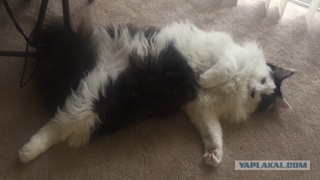 Котовторник 27.11.2018