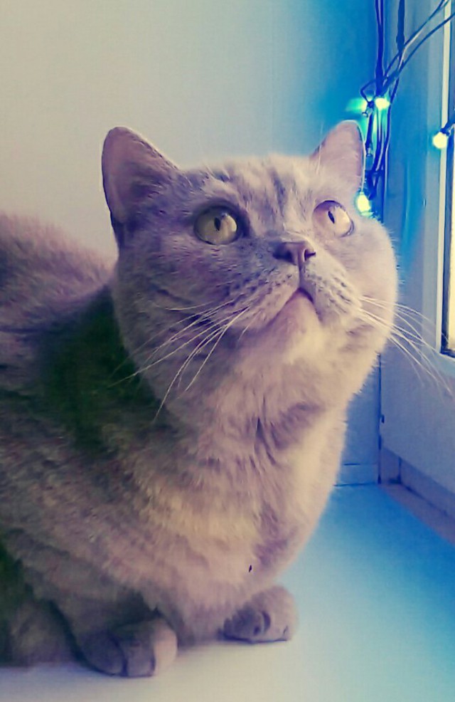 Котовторник 18.12.2018