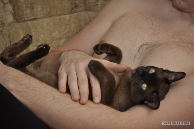 Котовторник! 13.03.2012