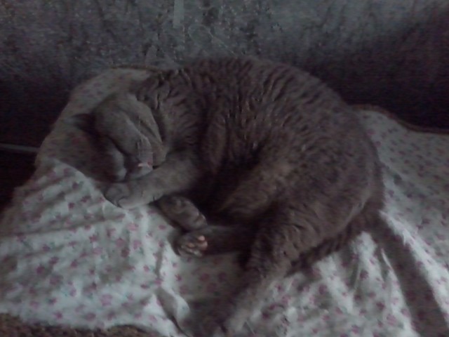 Котовторник 20.03.2012