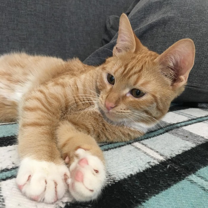 Еще одного кота пост..