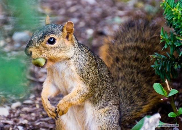 Белки бывают разные