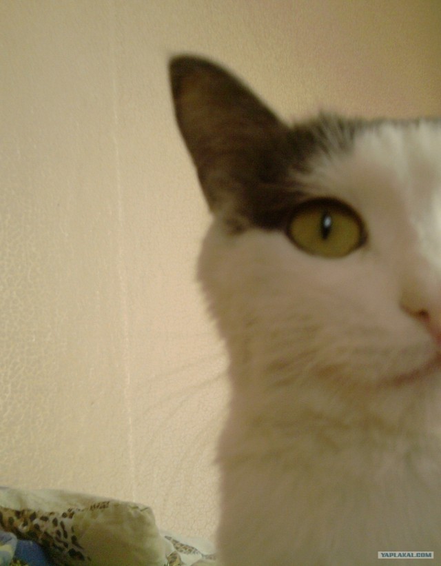 Котовторник 1 мая 2012