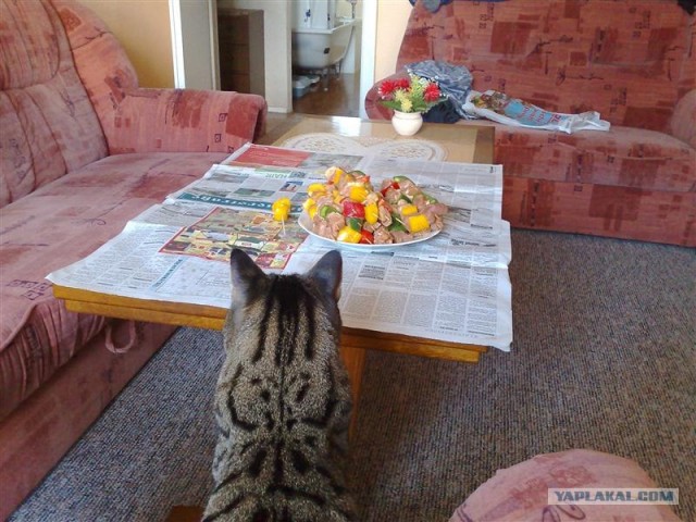 Котовторник 22.05.2012