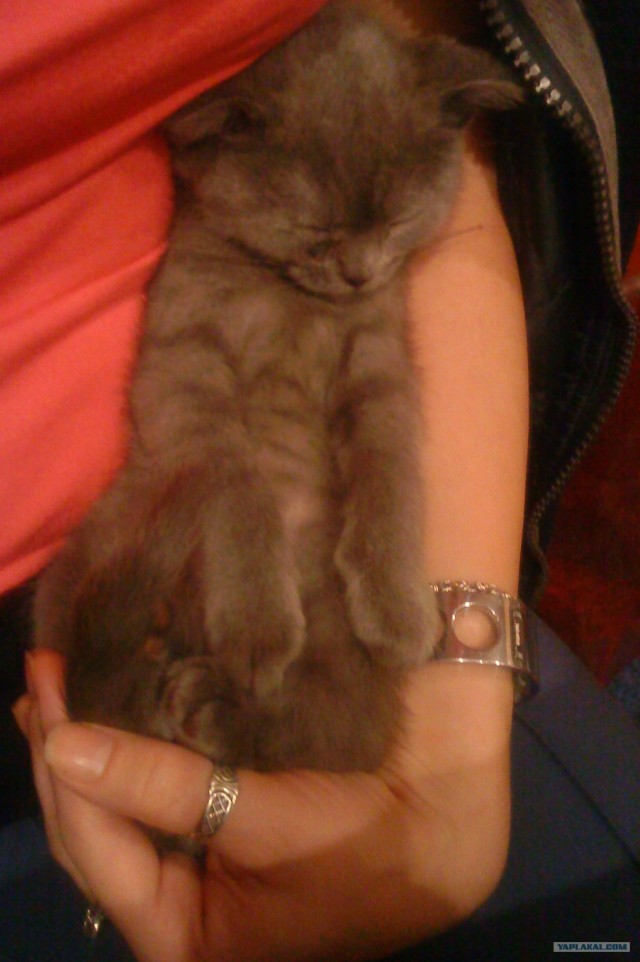 Котовторник  12. 06. 2012