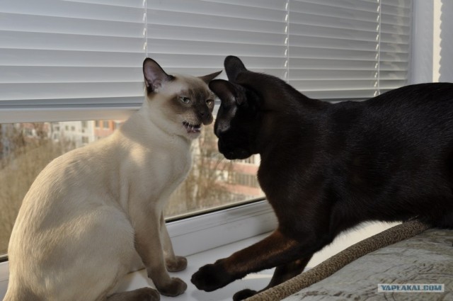 Котовторник 12.02.13