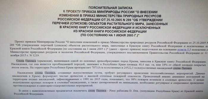 Крымская власть признала уникальную сосну сорняком и добилась исключения из красной книги.