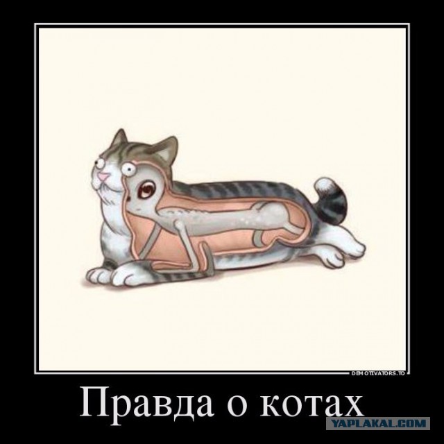 Ученый рассказал, как инопланетяне наблюдают за нами при помощи кошек