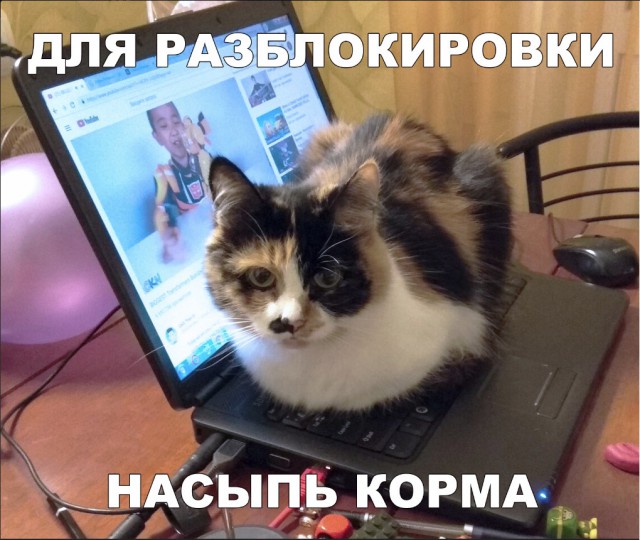 Забавные фото котеек