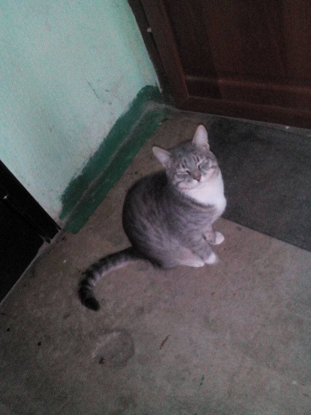 Забавные фото котеек