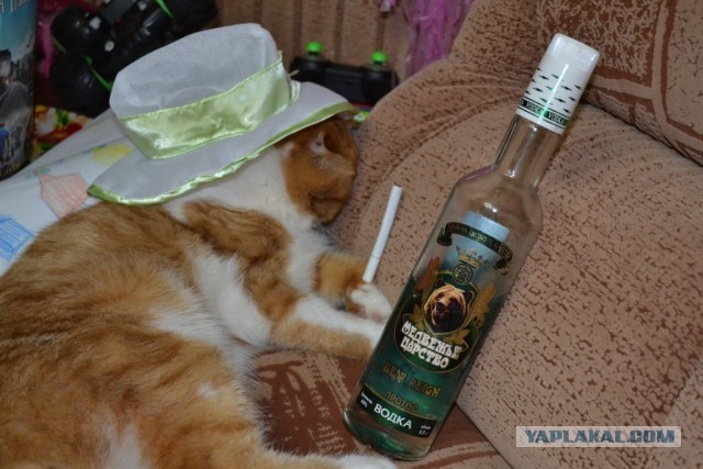 Начнем котоФторник?