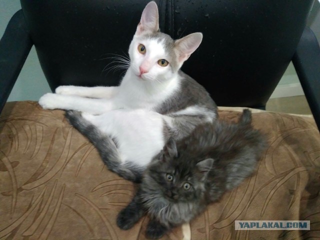 Начнем котоФторник?