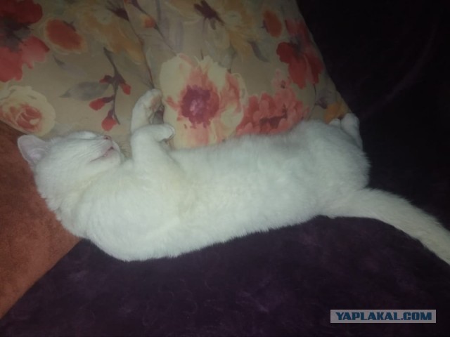 Что значит поза, в которой спит твоя кошка