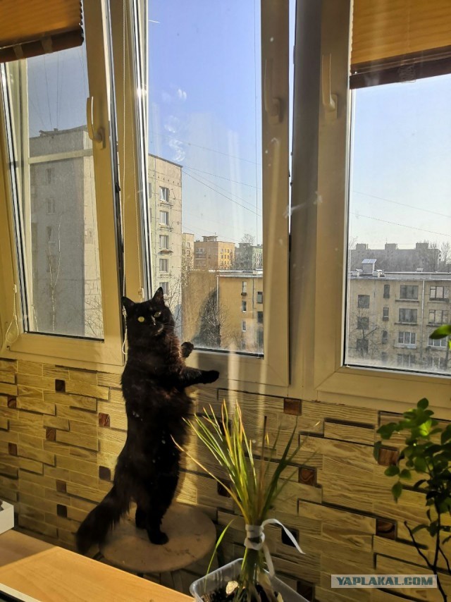 Давайте по котикам, которые с нами на самоизоляции