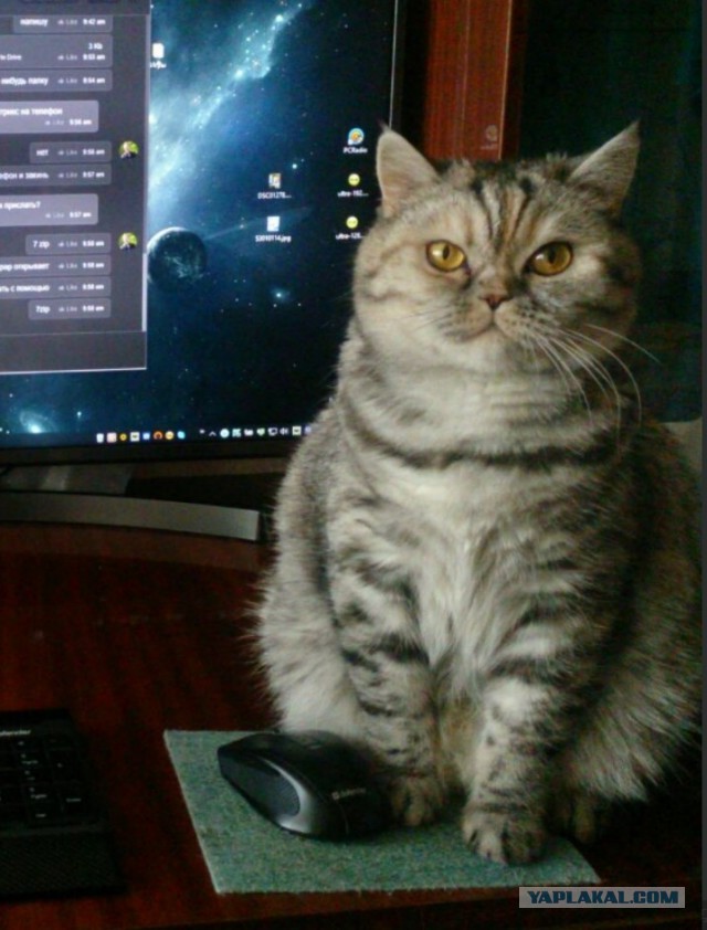 Не котовторник, но однако