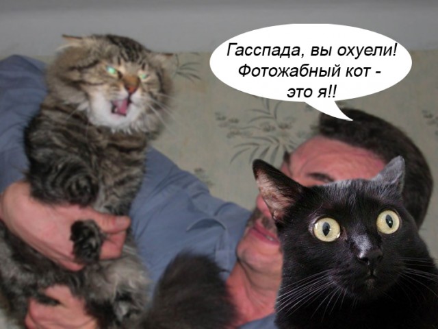 Злой кот